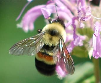 Bumblebee by Johanna James-Heinz